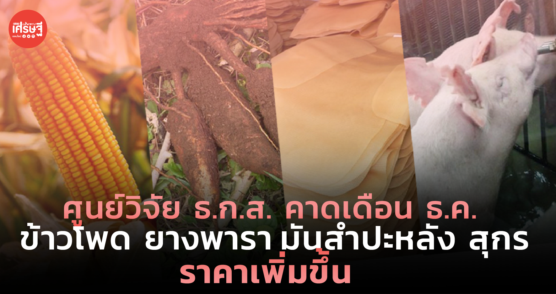 ศูนย์วิจัย ธ.ก.ส. คาดเดือน ธ.ค. ข้าวโพด ยางพารา มันสำปะหลัง สุกร ราคาเพิ่มขึ้น