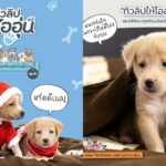 ชุดเครื่องนอนทิวลิป ร่วมกับ เพจหมาจ๋า ชวนหาบ้านให้น้องหมาจร ได้อิ่มท้อง นอนอุ่นรับปีใหม่