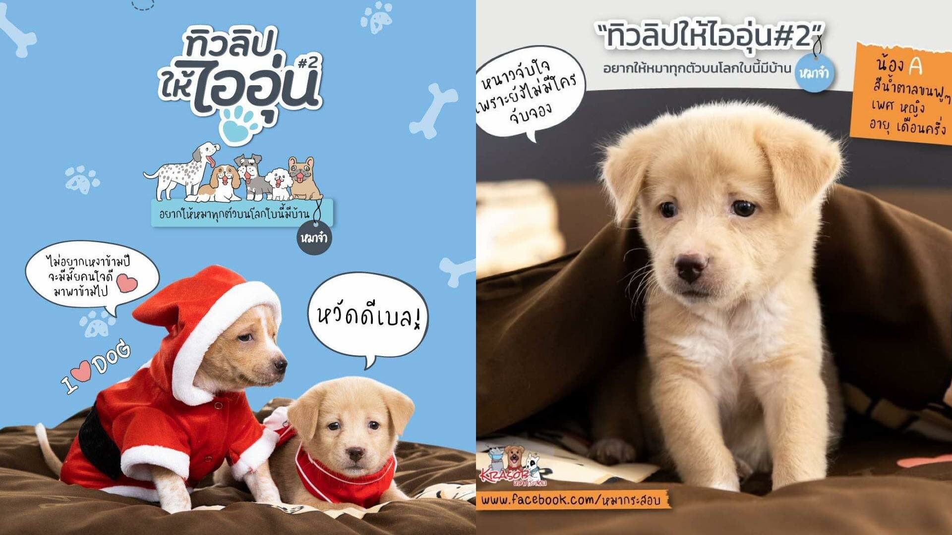 ชุดเครื่องนอนทิวลิป ร่วมกับ เพจหมาจ๋า ชวนหาบ้านให้น้องหมาจร ได้อิ่มท้อง นอนอุ่นรับปีใหม่
