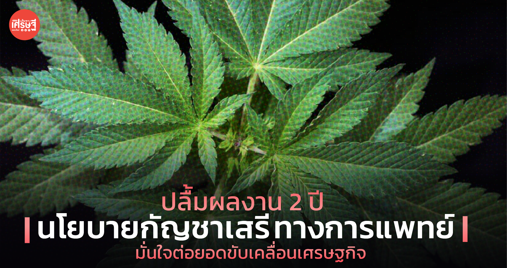 ปลื้มผลงาน 2 ปี นโยบายกัญชาเสรีทางการแพทย์ มั่นใจต่อยอดขับเคลื่อนเศรษฐกิจ