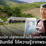 ม้งภูทับเบิก ปลูกกะหล่ำปลีเจอแต่เคมี หันทำผักอินทรีย์ ได้ความรู้จากพระองค์ท่าน