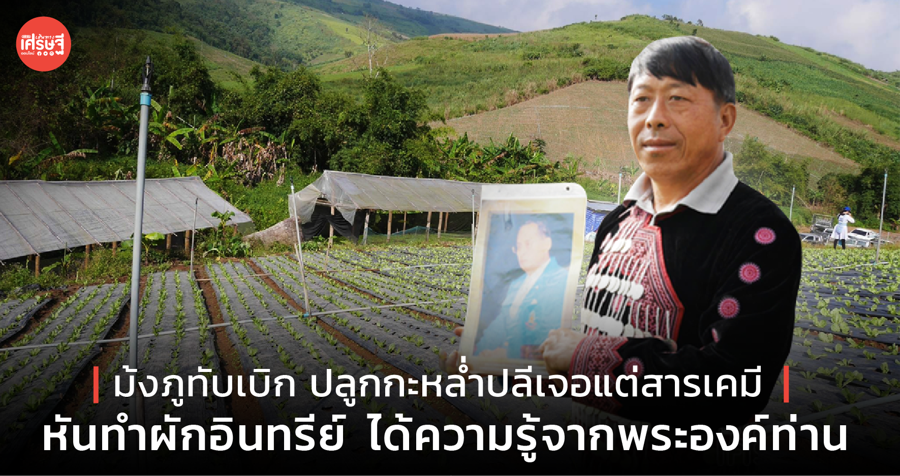 ม้งภูทับเบิก ปลูกกะหล่ำปลีเจอแต่เคมี หันทำผักอินทรีย์ ได้ความรู้จากพระองค์ท่าน