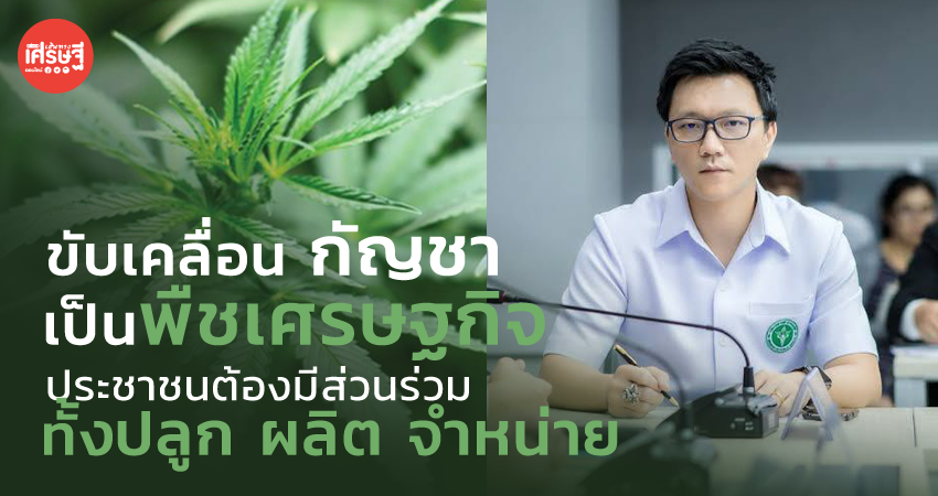 ขับเคลื่อน กัญชา เป็นพืชเศรษฐกิจ ประชาชนต้องมีส่วนร่วม ทั้งปลูก ผลิต จำหน่าย