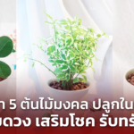 แนะนำ 5 ต้นไม้มงคล ปลูกในบ้าน เสริมดวง เสริมโชค รับทรัพย์