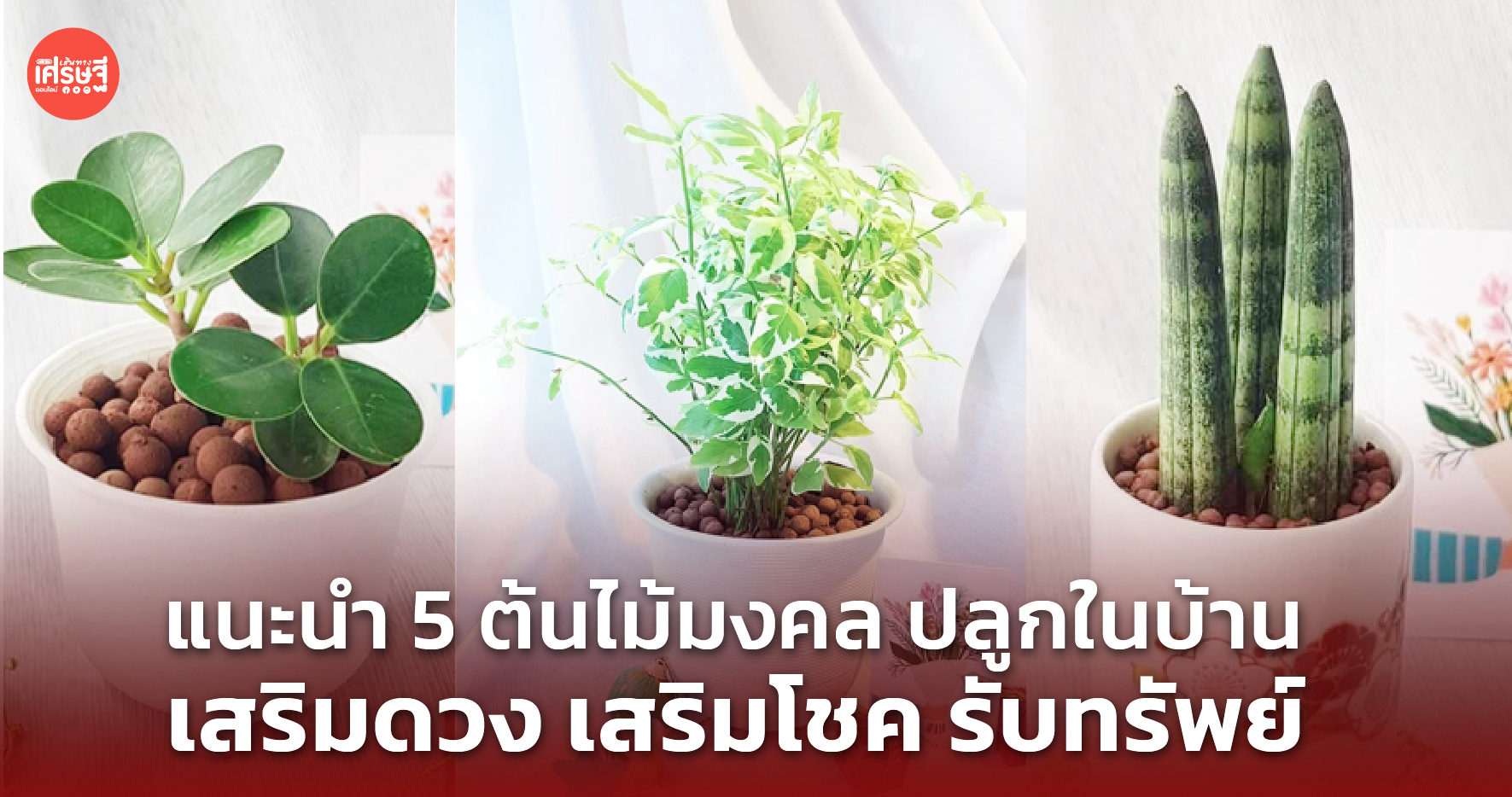 แนะนำ 5 ต้นไม้มงคล ปลูกในบ้าน เสริมดวง เสริมโชค รับทรัพย์