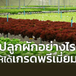 ปลูกผักอย่างไร ให้ได้เกรดพรีเมี่ยม!
