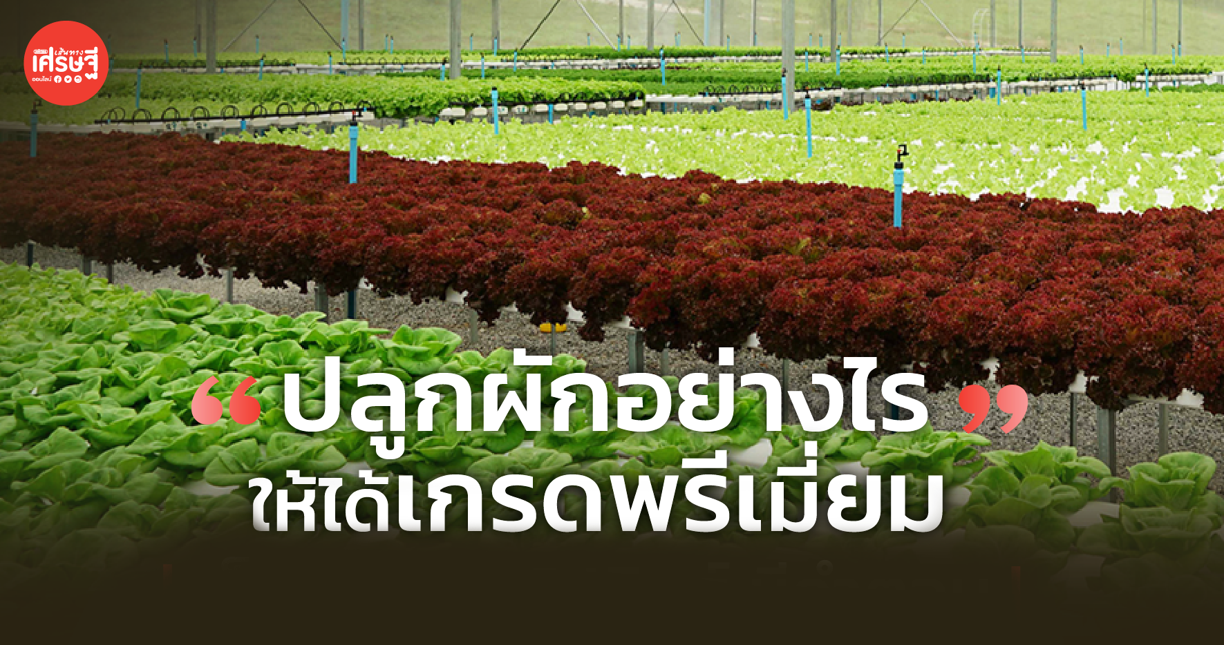 ปลูกผักอย่างไร ให้ได้เกรดพรีเมี่ยม!