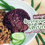 แจกสูตร ข้าวกะเพราสุขใจ ใส่ใบกัญชา เมนูตำรับยิ้ม จากอภัยภูเบศร