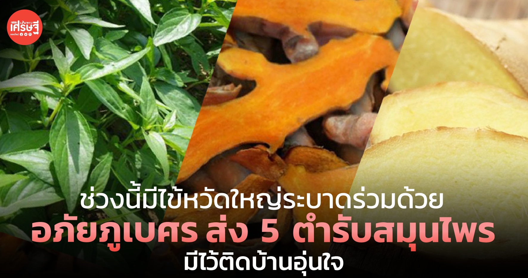 ช่วงนี้มีไข้หวัดใหญ่ระบาดร่วมด้วย อภัยภูเบศรส่ง 5 ตำรับสมุนไพร มีไว้ติดบ้านอุ่นใจ