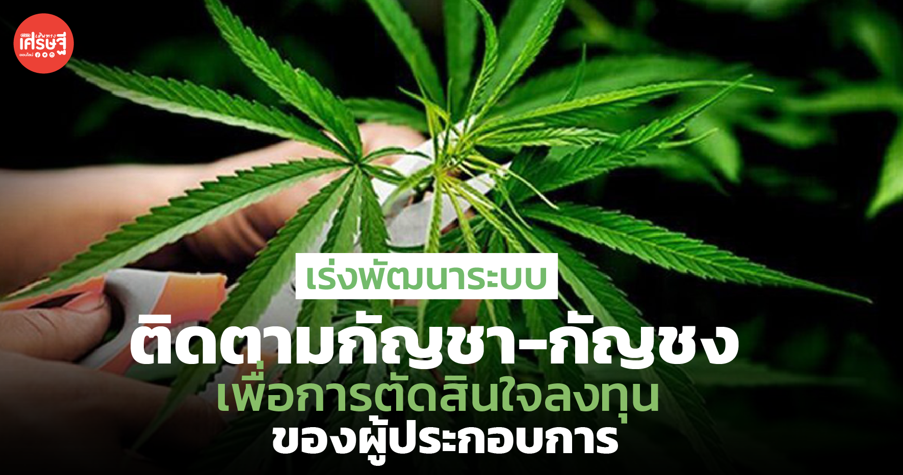เร่งพัฒนาระบบติดตามกัญชา-กัญชง เพื่อการตัดสินใจลงทุนของผู้ประกอบการ