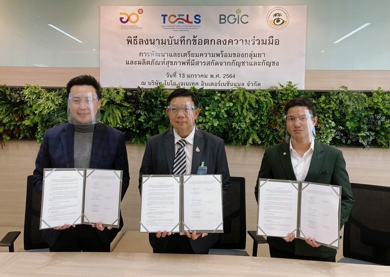 วิสาหกิจชุมชนฯบ้านทุ่งแพม-TCELS ร่วม MOU พัฒนาสารสกัดกัญชาและกัญชงเชิงพาณิชย์