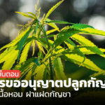 เปิดขั้นตอน การขออนุญาตปลูก กัญชง พืชเนื้อหอม ฝาแฝดกัญชา