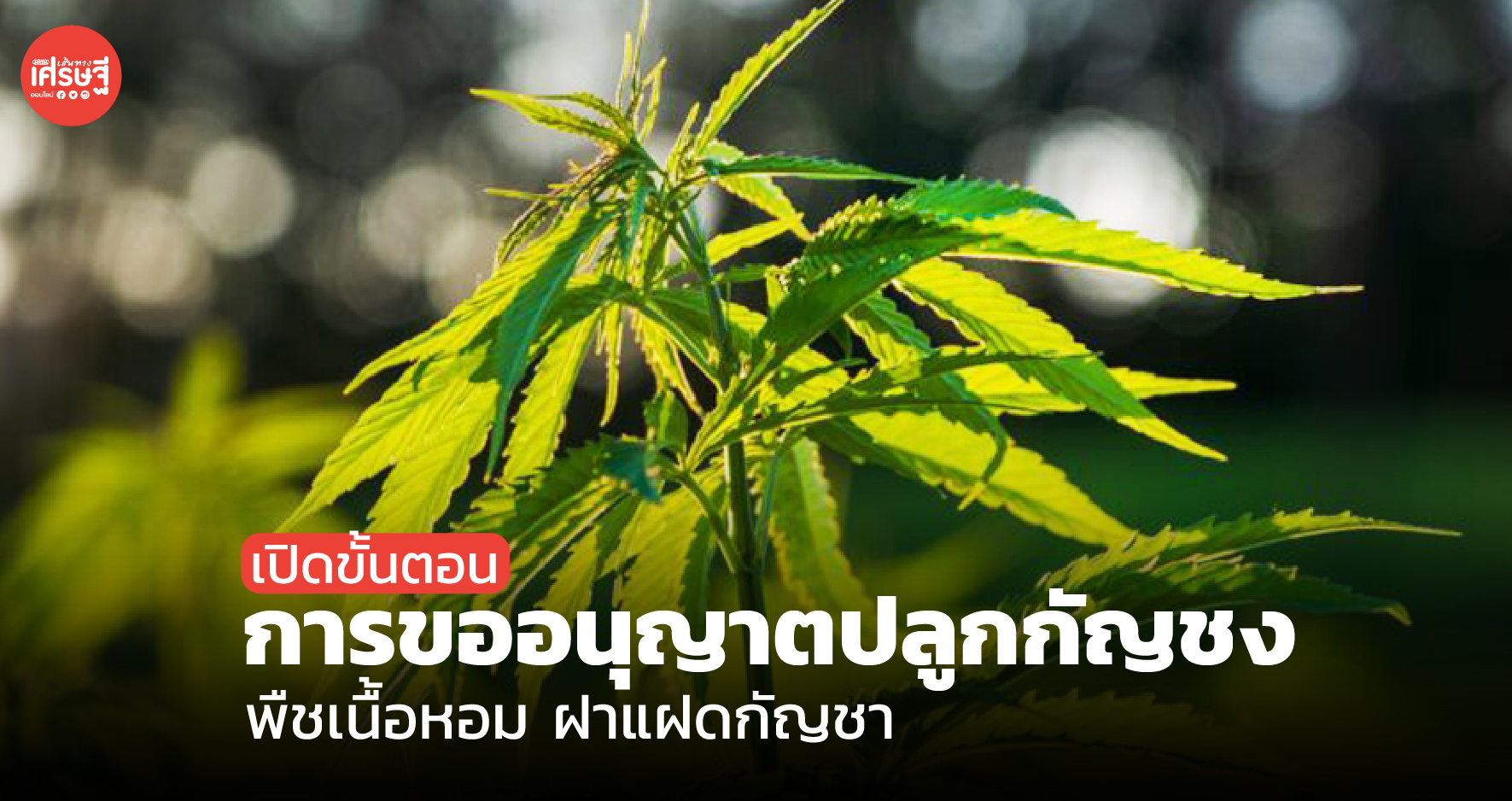 เปิดขั้นตอน การขออนุญาตปลูก กัญชง พืชเนื้อหอม ฝาแฝดกัญชา