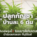 ปลูกกัญชาบ้านละ 6 ต้น ดีเดย์พรุ่งนี้ โนนมาลัยโมเดล นำร่องแห่งแรก ที่บุรีรัมย์