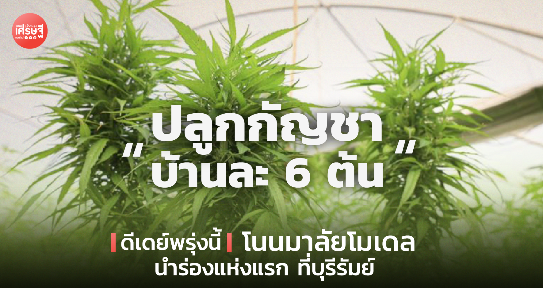 ปลูกกัญชาบ้านละ 6 ต้น ดีเดย์พรุ่งนี้ โนนมาลัยโมเดล นำร่องแห่งแรก ที่บุรีรัมย์