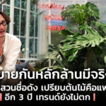 ซื้อขายกันหลักล้านมีจริง! นักจัดสวน เปรียบต้นไม้คือแฟชั่น อีก 3 ปี เทรนด์ยังไม่ตก 