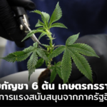 นโยบายกัญชา 6 ต้น เกษตรกรรายย่อย ยังต้องการแรงสนับสนุนจากภาครัฐอีกมาก