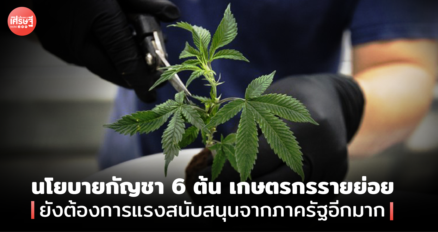 นโยบายกัญชา 6 ต้น เกษตรกรรายย่อย ยังต้องการแรงสนับสนุนจากภาครัฐอีกมาก
