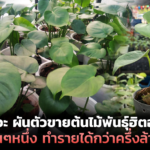 หนุ่มวิศวะ ผันตัวขายต้นไม้พันธุ์ฮิตออนไลน์ เดือนๆหนึ่ง ทำรายได้กว่าครึ่งล้าน