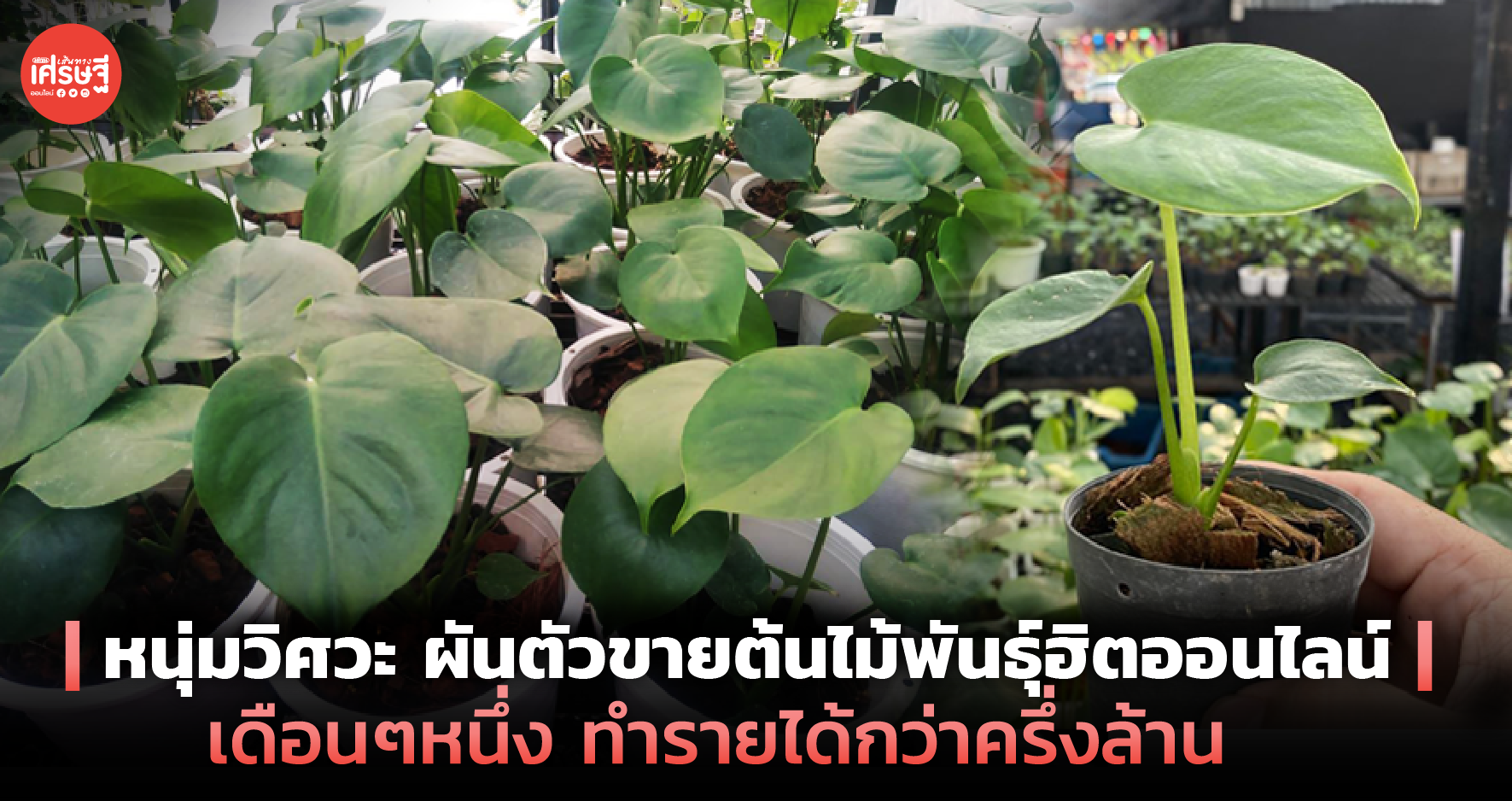 หนุ่มวิศวะ ผันตัวขายต้นไม้พันธุ์ฮิตออนไลน์ เดือนๆหนึ่ง ทำรายได้กว่าครึ่งล้าน