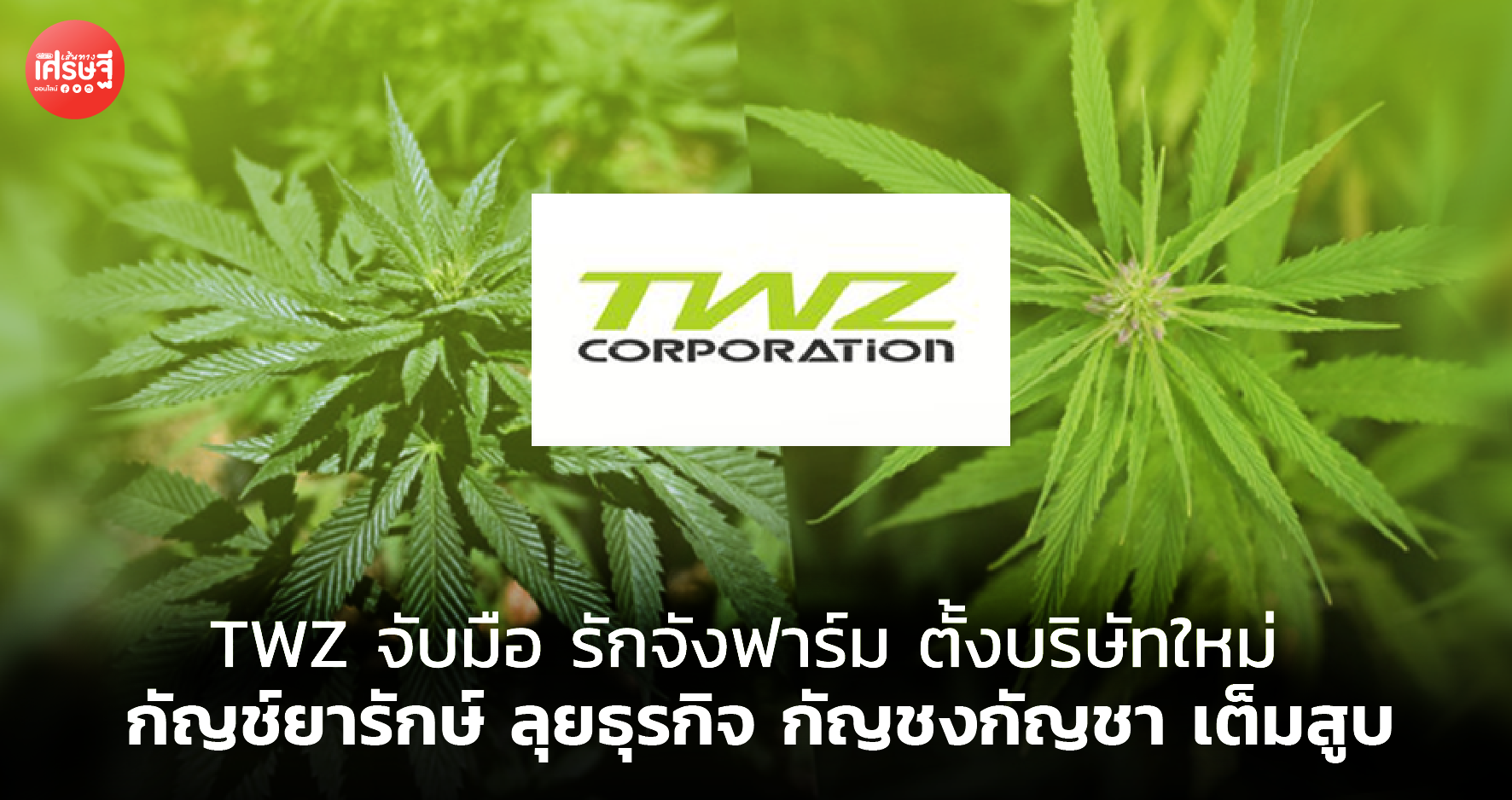 TWZ จับมือ รักจังฟาร์ม ตั้งบริษัทใหม่ กัญช์ยารักษ์ ลุยธุรกิจ กัญชงกัญชา เต็มสูบ 