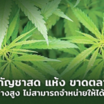 ใบกัญชาสด แห้ง ขาดตลาด ขออภัยอย่างสูง ไม่สามารถจำหน่ายให้ได้ในเวลานี้