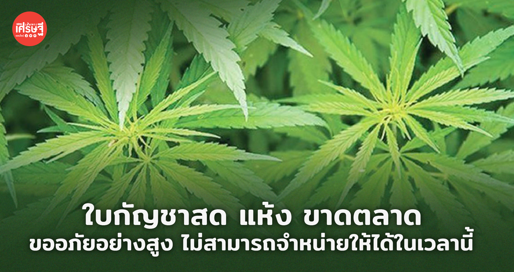 ใบกัญชาสด แห้ง ขาดตลาด ขออภัยอย่างสูง ไม่สามารถจำหน่ายให้ได้ในเวลานี้
