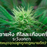 ใบกัญชาแห้ง กิโลละเกือบครึ่งแสน ระวังจกตา ปักหมุดจุดปลูกถูกกฎหมาย ดีกว่า