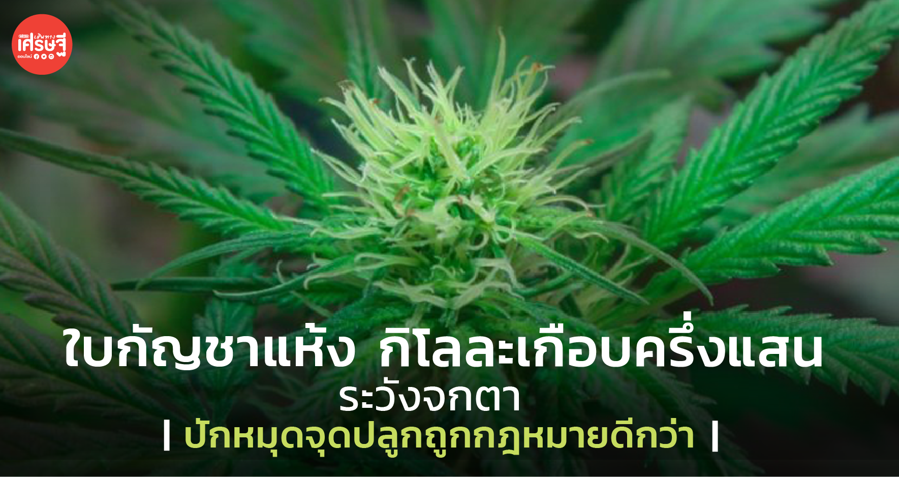 ใบกัญชาแห้ง กิโลละเกือบครึ่งแสน ระวังจกตา ปักหมุดจุดปลูกถูกกฎหมาย ดีกว่า