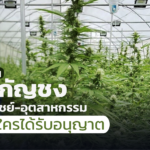 อย. เตือน ปลูกกัญชง เชิงพาณิชย์-อุตสาหกรรม ยังไม่มีใครได้รับอนุญาต
