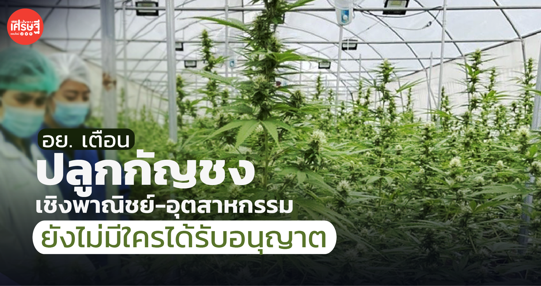 อย. เตือน ปลูกกัญชง เชิงพาณิชย์-อุตสาหกรรม ยังไม่มีใครได้รับอนุญาต