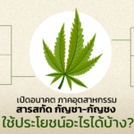 เปิดอนาคตภาคอุตสาหกรรม สารสกัด กัญชา-กัญชง ใช้ประโยชน์อะไรได้บ้าง?