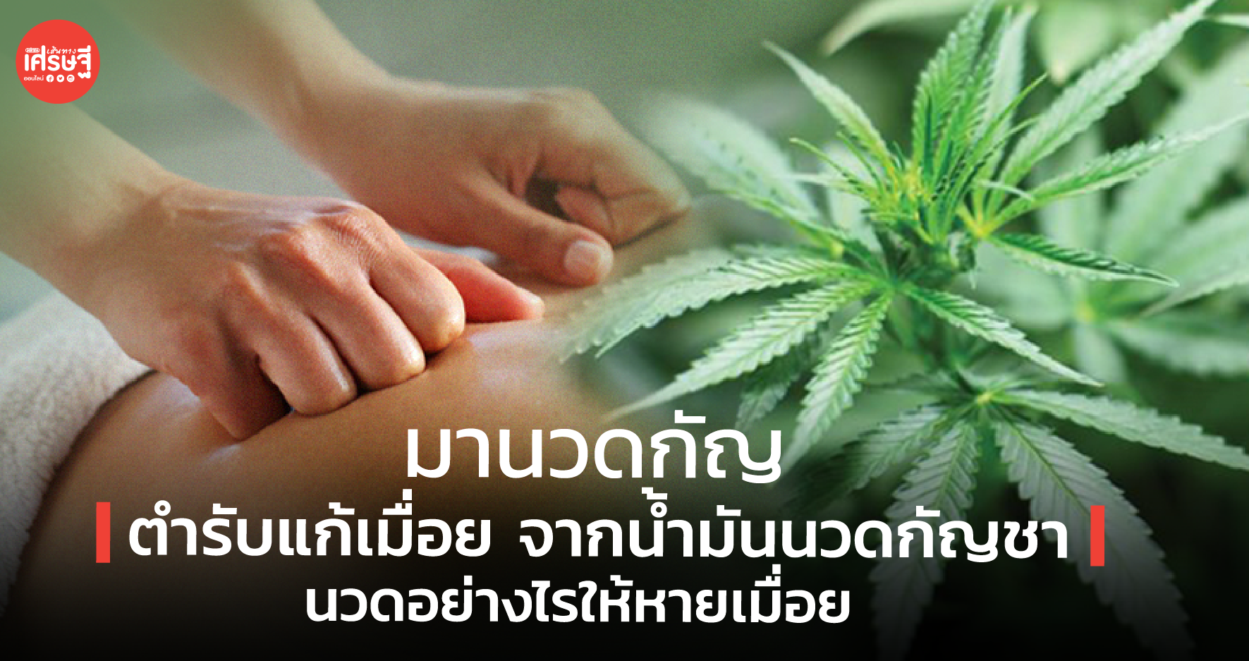 มานวดกัญ ตำรับแก้เมื่อย จากน้ำมันนวดกัญชา นวดอย่างไรให้หายเมื่อย 
