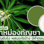 ยาหม่องกัญชา ทำกันยังไง ผสมอะไรบ้าง มีคำตอบ 