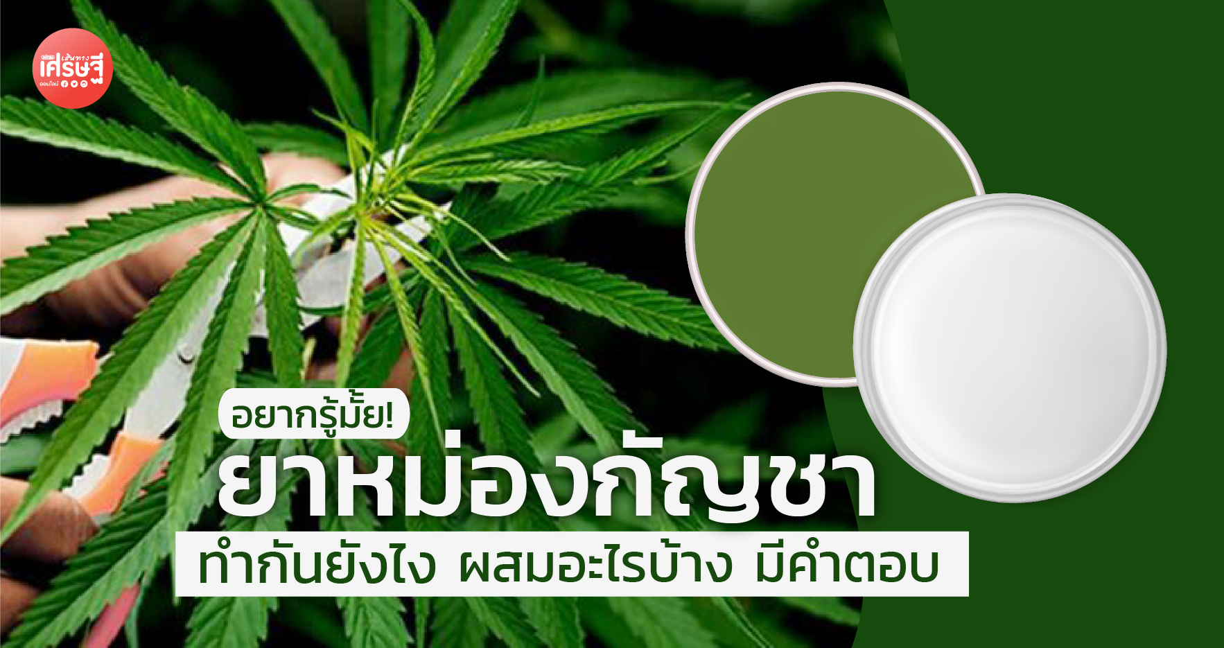 ยาหม่องกัญชา ทำกันยังไง ผสมอะไรบ้าง มีคำตอบ 