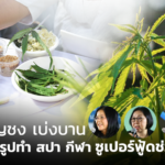 ตลาดกัญชงเบ่งบาน ชี้ช่องแปรรูปทำ สปา กีฬา ซูเปอร์ฟู้ดช่วยลด นน.