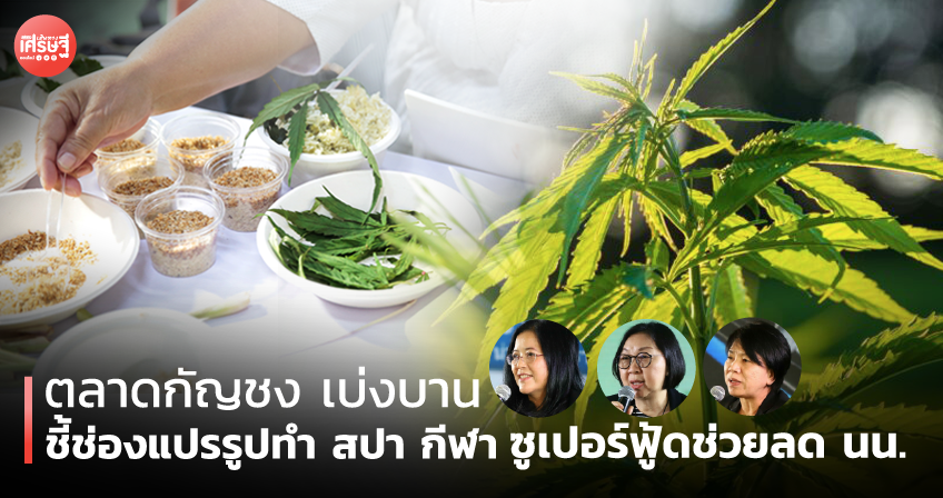 ตลาดกัญชงเบ่งบาน ชี้ช่องแปรรูปทำ สปา กีฬา ซูเปอร์ฟู้ดช่วยลด นน.