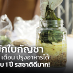 ซีอิ๊วหมักใบกัญชา หมักครบ 6 เดือน ปรุงอาหารได้ แต่หมักครบ 1 ปี รสชาติดีมาก!