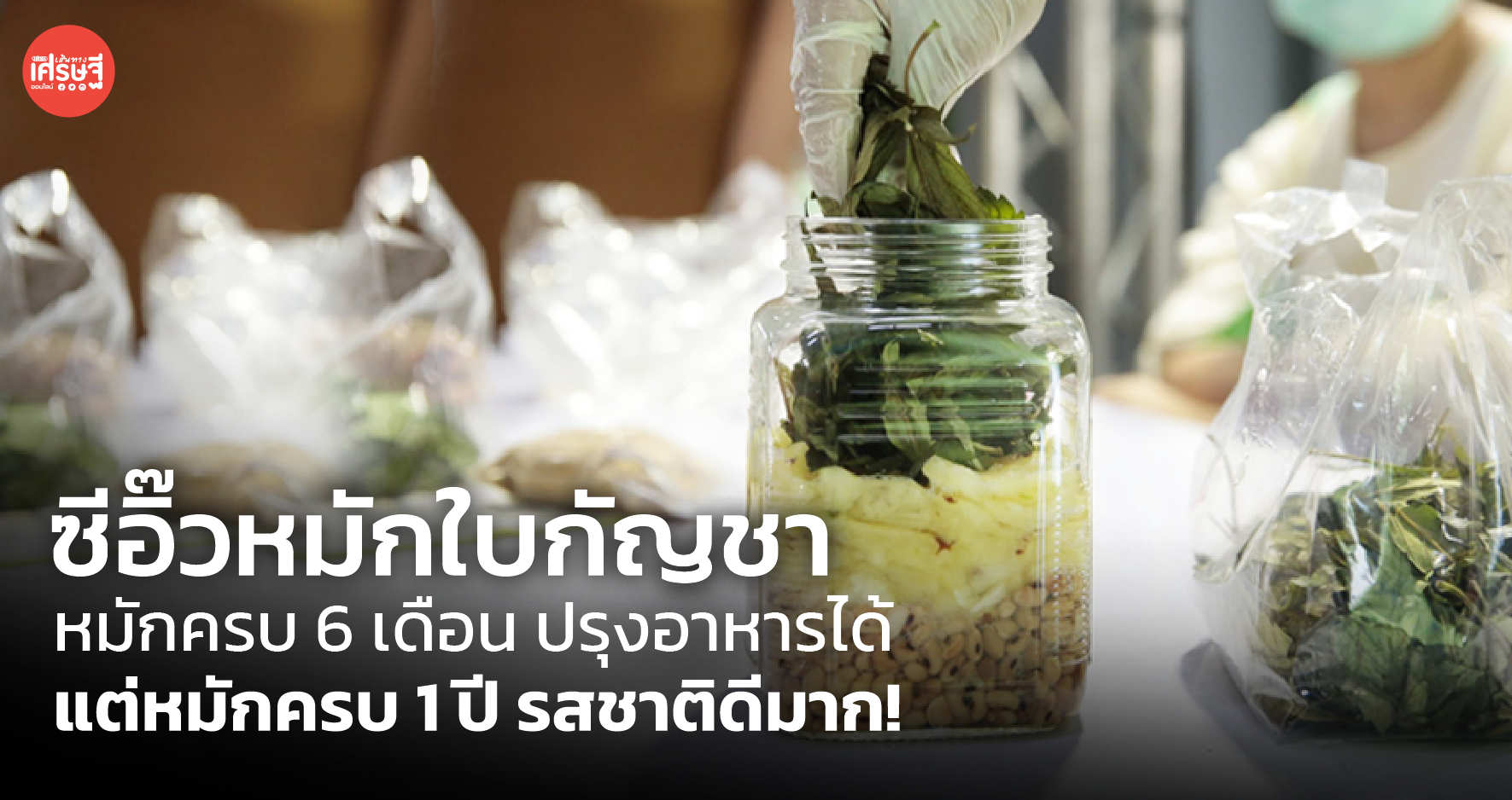 ซีอิ๊วหมักใบกัญชา หมักครบ 6 เดือน ปรุงอาหารได้ แต่หมักครบ 1 ปี รสชาติดีมาก!