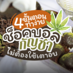 ช็อกบอลกัญชา 4 ขั้นตอนทำง่าย ไม่ต้องใช้เตาอบ