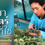 กัญชาศาสตร์ วิชาที่ใช่ ผู้ปกครองไม่ยอมรับ ขอใช้เกรด A พิสูจน์ความตั้งใจ