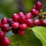 เครือซีพี ชูความสำเร็จโมเดล “กาแฟสร้างอาชีพ” แปรรูปปั้นแบรนด์กาแฟคุณภาพ