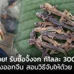 ชี้ทางรวย! รับซื้อจิ้งจก กิโลละ 300 บาท ส่งออกจีน สอนวิธีจับให้ด้วย 