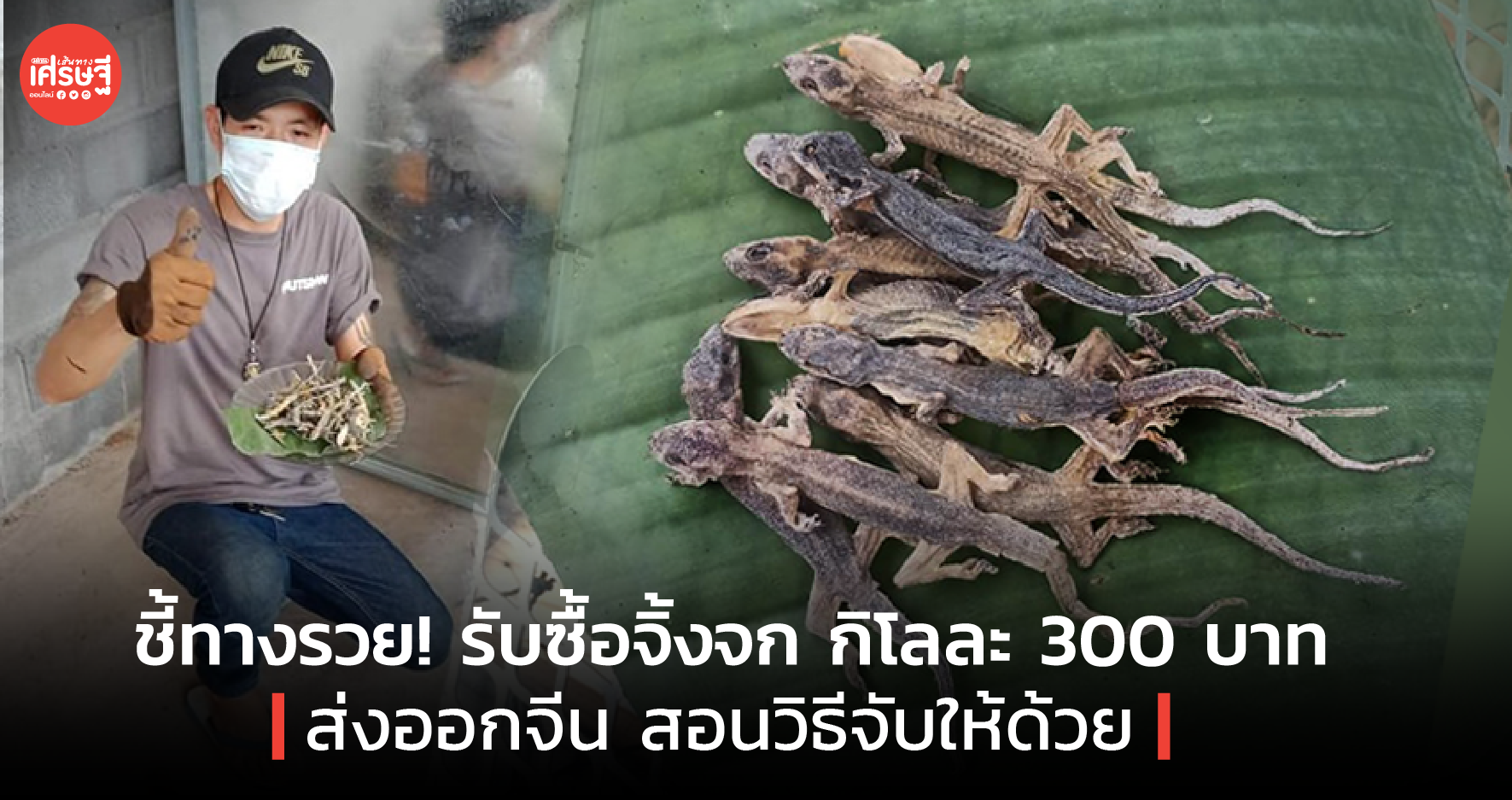 ชี้ทางรวย! รับซื้อจิ้งจก กิโลละ 300 บาท ส่งออกจีน สอนวิธีจับให้ด้วย 