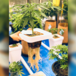 กัญชาไฮโดรโปนิกส์ ในโรงเรือนระบบปิด พืชเศรษฐกิจแห่งอนาคต