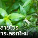 ฟ้าทะลายโจร ดราม่าระลอกใหม่ อภัยภูเบศร งดให้สัมภาษณ์สื่อทุกช่องทาง