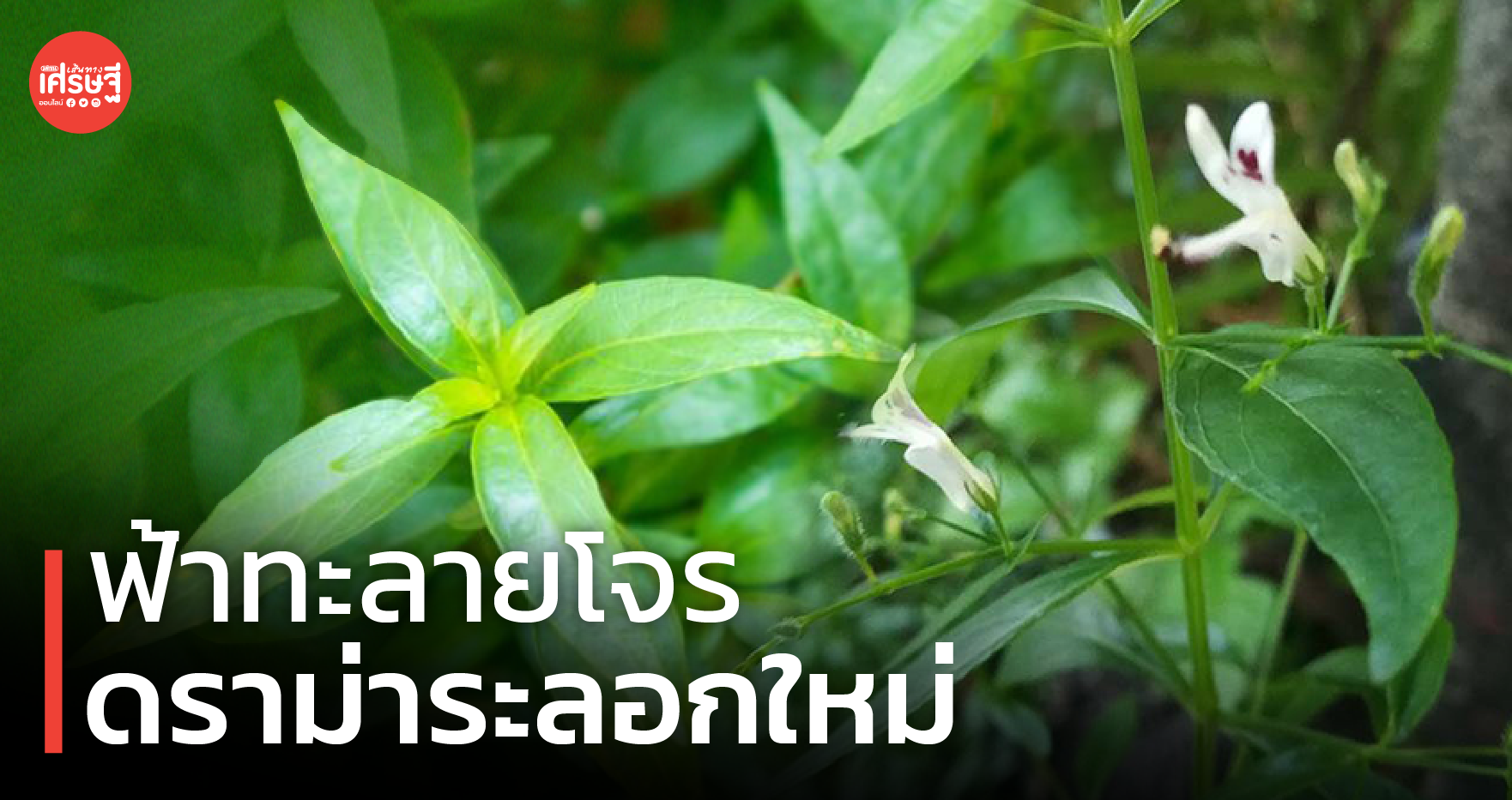 ฟ้าทะลายโจร ดราม่าระลอกใหม่ อภัยภูเบศร งดให้สัมภาษณ์สื่อทุกช่องทาง
