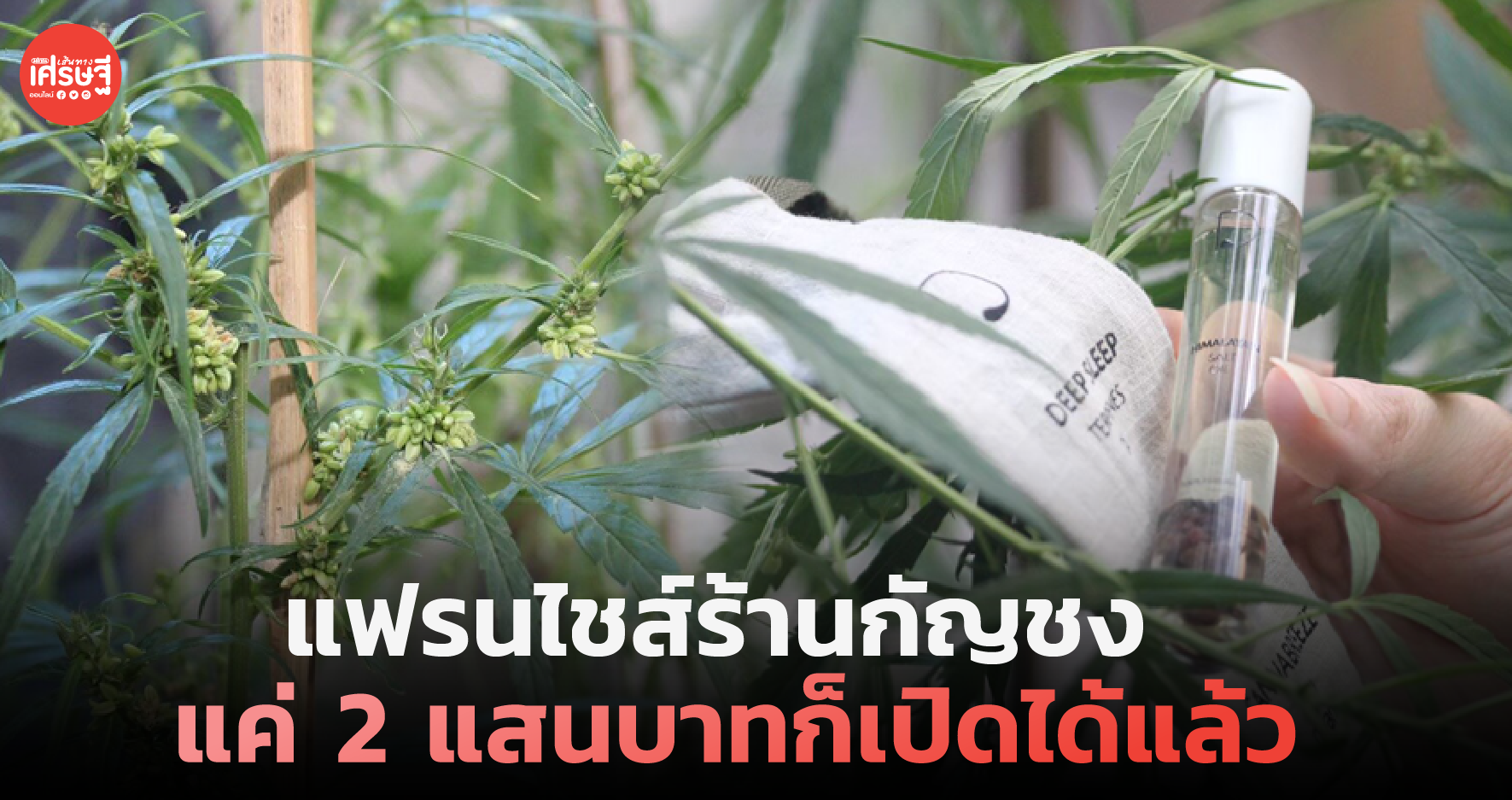 ขายแฟรนไชส์ร้านกัญชง แค่ 2 แสนบาทก็เปิดได้แล้ว