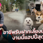 เงินดีแค่ไหน? คนรับฝากเลี้ยงน้องหมา! อาชีพเสริม ของสาวไทย ในอเมริกา