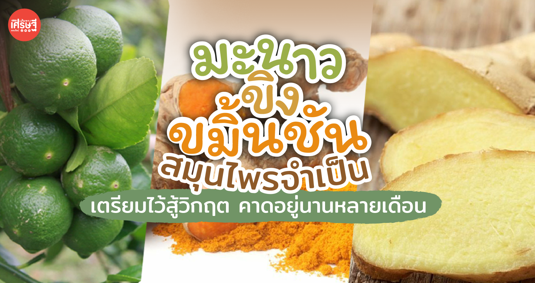 มะนาว ขิง ขมิ้นชัน สมุนไพรจำเป็น เตรียมไว้สู้วิกฤต คาดอยู่นานหลายเดือน